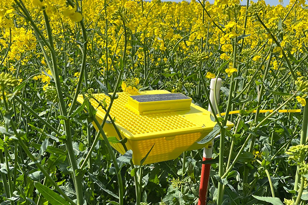 MagicTrap i en rapsmark